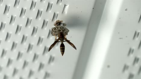 Wasp-slowly-walks-around-beginning-of-nest-as-it-builds-against-white-metal