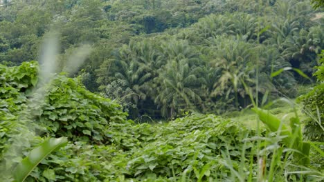 Slow-tilt-up-shot-of-lush-tropical-landscape-revealing-some-buildings