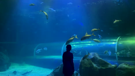 Frau-Beobachtet-Fische-Im-Großen-Blauen-Wasseraquarium