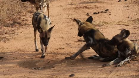 Kamerafahrt-Von-Einem-Rudel-Afrikanischer-Wildhunde,-Die-Sich-An-Einem-Sonnigen-Tag-Auf-Safari-Ausruhen