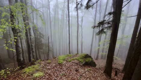 4K-Aufnahmen-Einer-Bewegten-Kamera,-Die-Durch-Einen-Nebligen-Wald-Navigiert