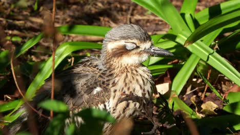 Nocturnal-ground-dwelling-bush-stone-curlew,-burhinus-grallarius-roosting-on-the-ground,-basking-under-the-sun,-sleeping-and-resting-during-the-day-in-the-park,-close-up-shot