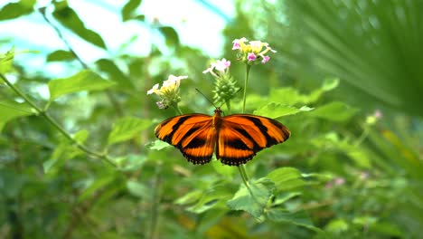 Mariposa-De-Color-Naranja-Y-Negro-Revoloteando-Sus-Alas-Sobre-Una-Flor