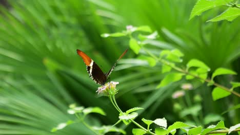 Una-Mariposa-Con-Un-Hermoso-Patrón-Toma-El-Néctar-De-Una-Flor.