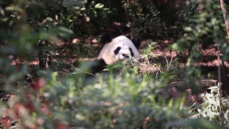 Panda-Versteckt-Sich-Im-Dichten-Laub-Im-Chengdu-Panda-Research-Center-In-China