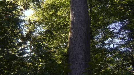 Forest-tree-surrounded-by-nature-branch-canopy,-light-wind-moving-leaves