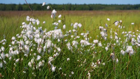 Levant-Baumwollpflanze-Wiegt-Sich-Sanft-In-Der-Sommerbrise