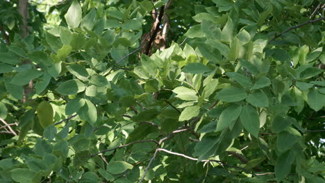 Green-leaves-behind-the-house-yard-as-background