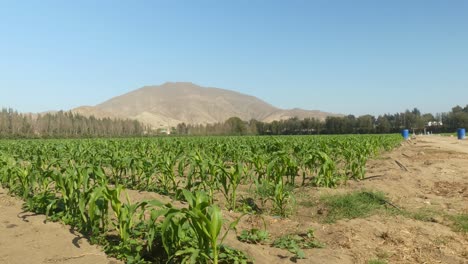 Agricultural-field-filled-with-rows-of-young-small-corn-plants