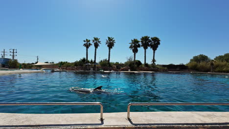 Vista-De-Delfines-En-El-Parque-Zoológico-De-Ática-En-Un-Día-Soleado-En-Grecia