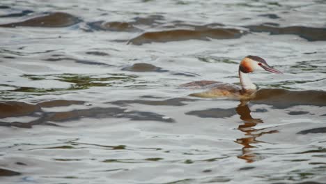 Front-view-of-Great-Crested-Grebe-with-bright-tuft-of-yellow-red-feathers-on-head,-Groenzoom-Netherlands,-slow-motion