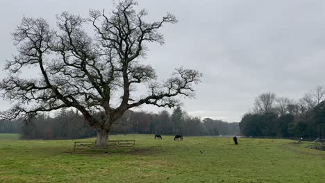 Knorriger-Alter-Baum-Dominiert-Feuchte-Grüne-Pferdeweide-Im-Bewölkten-Irland