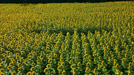 Endlose-Sonnenblumenfelder-Im-Frühling