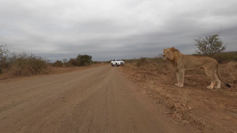 Junger-Männlicher-Löwe-Geht-Und-Steht-Neben-Einer-Straße-Im-Krüger-Nationalpark-Und-Geht-Dann-Weiter