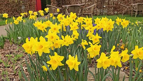 Hermosos-Narcisos-Amarillos-En-Primavera