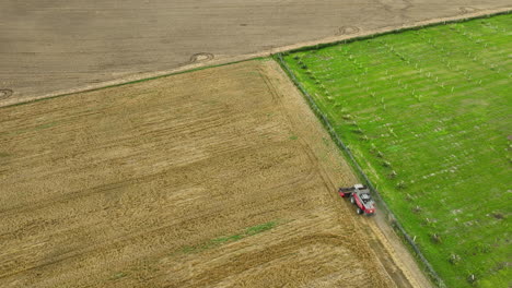 Vista-Aérea-De-Una-Cosechadora-Trabajando-En-Un-Campo-De-Trigo-Junto-A-Un-Exuberante-Huerto