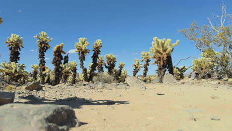 Low-angle-static-view-looking-up-at-Joshua-Trees-swaying-in-wind-with-desert-scrub-plants-and-rocks-in-foreground