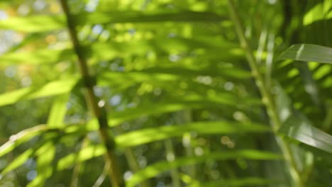 Dense-jungle-branches-with-leaves-on-sunny-day,-motion-view