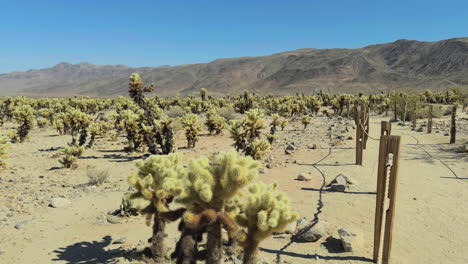 Vista-Panorámica-De-Los-árboles-De-Josué-A-Lo-Largo-De-Un-Sendero-De-Arena-Para-Caminatas-En-El-Desierto