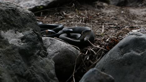 Serpientes-De-Hierba-Deslizándose-Entre-Las-Rocas-Unas-Alrededor-De-Otras-En-Primavera