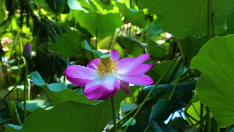 Wunderschön-Beleuchtete-Lotusblume-Mit-Rosa-Blütenblättern-Inmitten-Wunderschöner-Natur