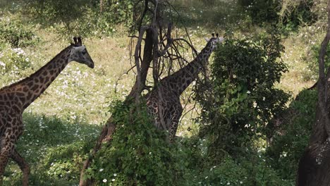 A-tower-of-Giraffes-walking-amongst-trees-in-Serengeti-National-Park,-Tanzania