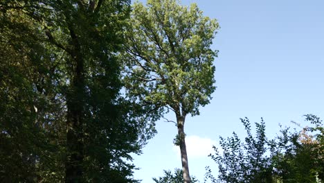 Pine-tree-forest,-large-green-canopy-branches,-clear-blue-sky,-walk-in-nature-POV