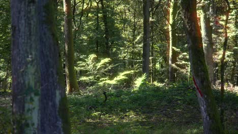 Dense-forest,-sun-rays-illuminate-vegetation,-nature-woods-fresh-air