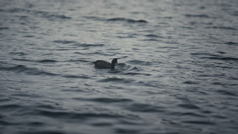 American-Coot-Aquatic-Bird-Foraging-Over-Lakes