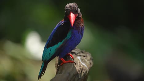 Un-Hermoso-Pájaro-Llamado-Martín-Pescador-De-Java-Disfruta-Del-Ambiente-Diurno-Mientras-Está-Posado-En-La-Madera.