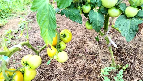 Organic-tomato-greenhouse,-ecology-food