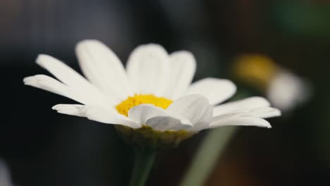 Summer-scene-with-white-daisy-flowers-against-a-blur-background