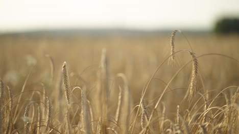 Primer-Plano-De-Espigas-De-Trigo-Maduras-En-El-Campo