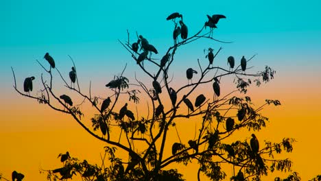 Zugvögel-Ruhen-Sich-Während-Des-Epischen-Sonnenuntergangs-In-Der-Dämmerung-Auf-Ästen-Aus