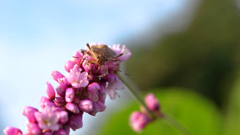 El-Escarabajo-Está-En-Una-Flor-Rosa.