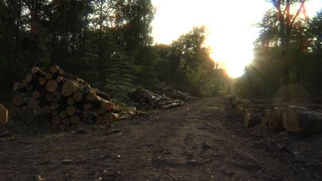 Deforestation,-wood-tree-trunks-cut-timber-from-forest,-sunrise-sunset-nature