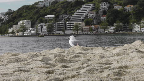 Seagull-In-Oriental-Parade-Bay-In-Wellington,-New-Zealand---Wide-Shot