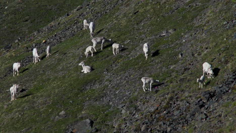 Dall-Sheep-Grazing-On-Mountain-Ridge-In-Kluane-National-Park,-Yukon,-Canada---Wide-Shot