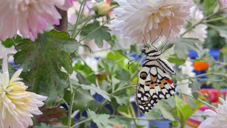 Primer-Plano-De-Una-Mariposa-Sobre-Una-Flor