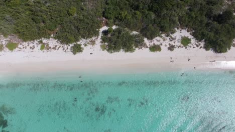 Drone-top-down-pan-above-white-sandy-shores-as-tourists-swim-in-crystal-clear-blue-water