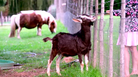 Side-view-of-barefoot-girl-feeding-billy-goat-fresh-grass-through-wire-fence