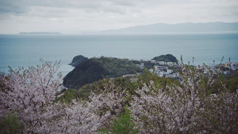 Cherry-blossoms-bloom-with-a-coastal-view-of-Saikazaki,-Japan-on-a-cloudy-day