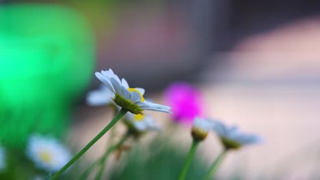 Summer-scene-with-white-daisy-flowers-against-a-blur-background