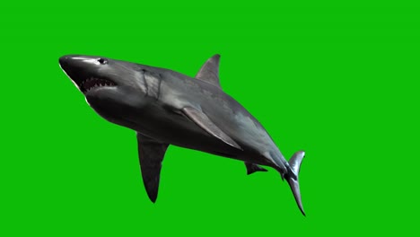 White-Shark-swimming-on-green-screen,-below-view,-3D-animation,-seamless-loop-animation