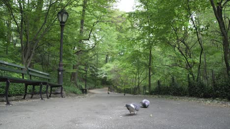 Vogel-Frisst-In-Verengter-Straße-Im-Central-Park,-New-York