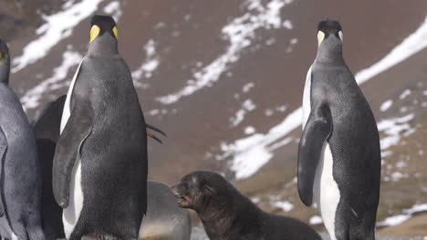 Pelea-Verbal-Entre-Pingüino-Rey-Y-Cachorro-De-Foca-Peletera-Antártica-En-La-Costa-De-La-Isla-De-Georgia-Del-Sur