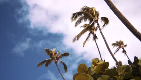 Naupaka-bush-in-focus-as-palm-trees-sway-in-wind-with-blue-cloudy-sky-above,-slow-motion