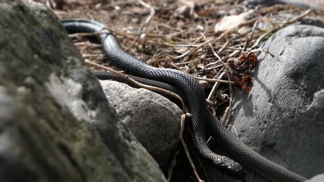 Two-grass-snakes-crawling-away-next-to-each-other-between-rocks-in-spring