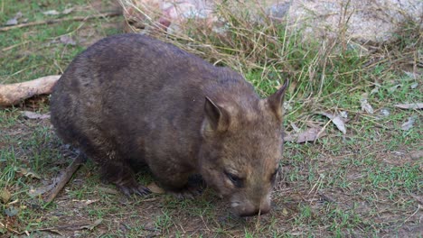 A-cute-Southern-hairy-nosed-wombat,-a-short-legged,-muscular-quadrupedal-marsupial,-sniffing-around-and-foraging-on-the-ground,-close-up-shot-of-a-native-Australian-wildlife-species