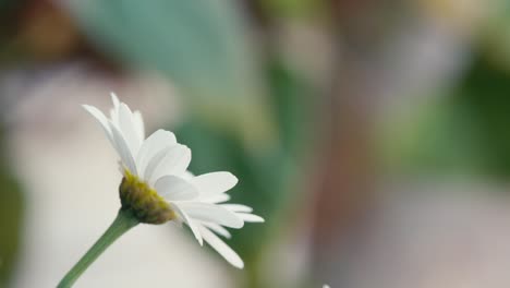 Summer-scene-with-white-daisy-flowers-against-a-blur-background